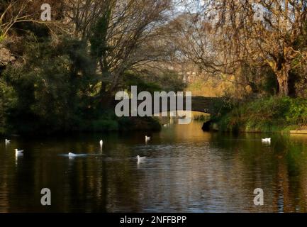Swan bianco galleggia in uno stagno del parco Foto Stock