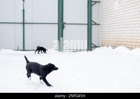 due cuccioli mongrel neri corrono nel cortile nella neve d'inverno. animali abbandonati Foto Stock