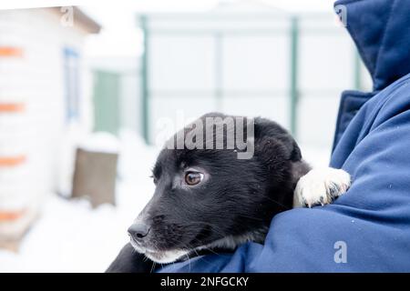 cucciolo nero con occhi spaventato nelle mani di un uomo. Cani abbandonati e di strada Foto Stock
