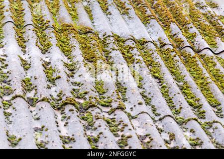 Muschio verde e lichene giallo sul vecchio foglio di cemento amianto Foto Stock