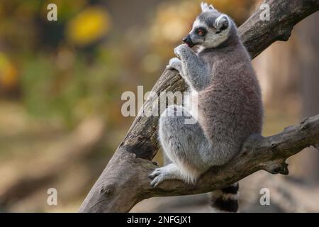 il lembo con coda ad anello si trova su un ramo e lecca la zampa Foto Stock