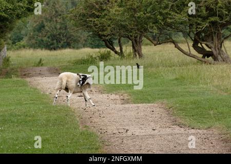 Campo di cresta e solco a forma di aratura medievale, nel Parco della Valle di Ouzel, Milton Keynes. Il percorso evidenzia la forma della cresta e del solco. Foto Stock