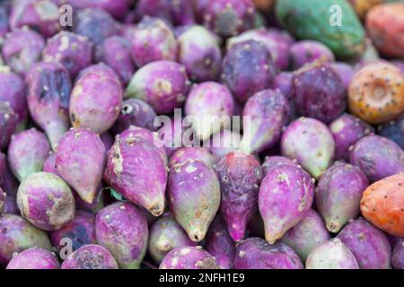 Opuntia, comunemente chiamata pera prickly, è un genere della famiglia dei cactus Cactaceae. Le pere spinose sono anche note come tonno (frutta), sabra, nopale o pagaia Foto Stock