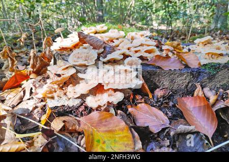 La flebia tremellosa (in precedenza Merulius tremellosus), comunemente nota come marciume tremante della gelatina, è una specie di fungo della famiglia Meruliacea Foto Stock