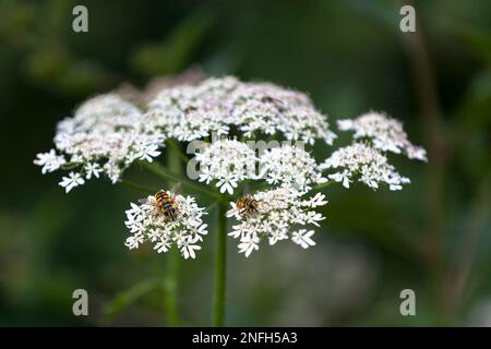 Due mosche (Myathropa florea) sulla sommità di un fiore bianco. Foto Stock