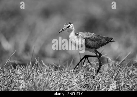 Monoafricana jacana su erba sollevamento piede Foto Stock