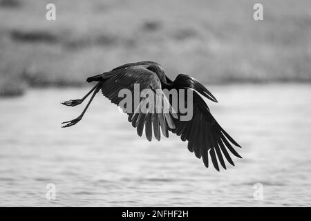 Il monoafricano openbill attraversa le ali del fiume che scagliano le ali Foto Stock