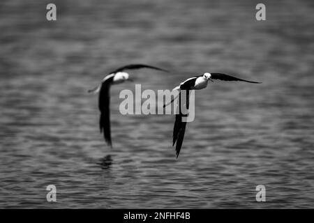 Palafitte monoscandite con ali nere volano a bassa velocità sul fiume Foto Stock