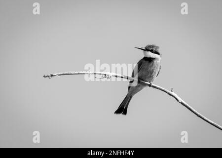 Mono piccolo ape-mangiatore girando testa sul ramo Foto Stock