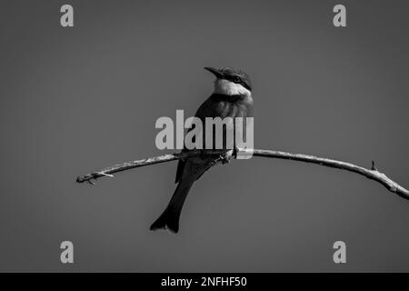 Mono piccolo ape-mangiatore sulla testa di tornitura del ramo Foto Stock