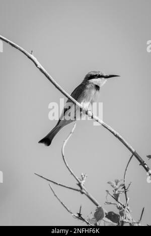 Mono piccolo ape-mangiatore sulla diramazione a destra Foto Stock