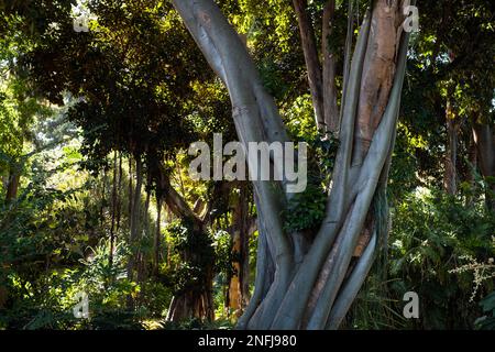 natura giungla, fitta foresta tropicale Foto Stock