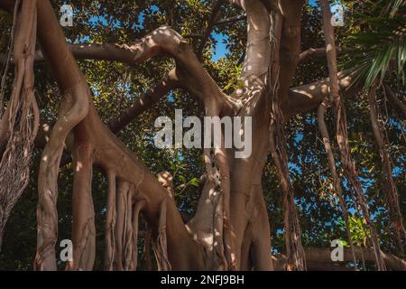 tronco di albero di ficus, radici di aria nella foresta tropicale Foto Stock