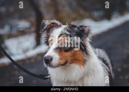 Primo piano della testa macchiata della giovane regina della razza Pastore Australiana. Atteggiamento divertente ed in attesa per il vostro animale domestico. Piercing occhi blu. Foto Stock