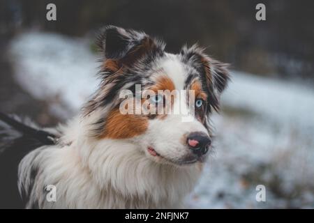 Primo piano della testa macchiata della giovane regina della razza Pastore Australiana. Atteggiamento divertente ed in attesa per il vostro animale domestico. Piercing occhi blu. Foto Stock