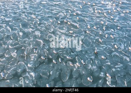 gabbiani rilassanti sulla superficie ghiacciata del lago Foto Stock