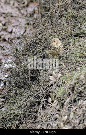 Un Rock Pipit a Titchwell Marsh, Norfolk, Inghilterra Foto Stock