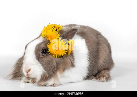 Ritratto di un coniglio grigio con fiori di dente di leone su sfondo bianco. PET coniglio siede e guarda via Foto Stock