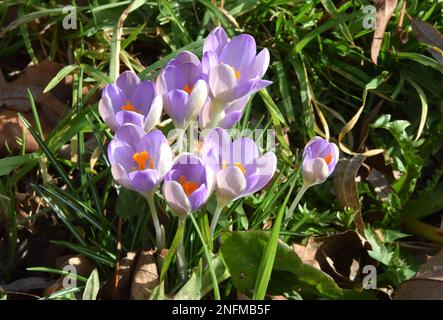 Crocus in piena fioritura godendo il sole invernale sopra Dartford Central Park. Foto Stock