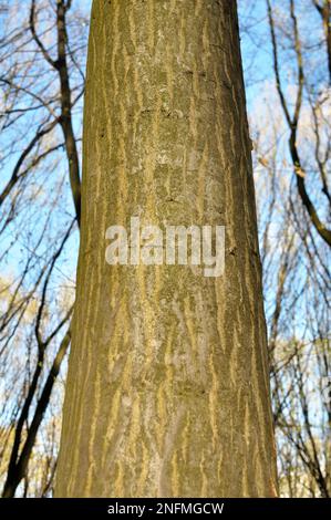 Alberi di carpino legno massiccio crescono nella foresta Foto Stock