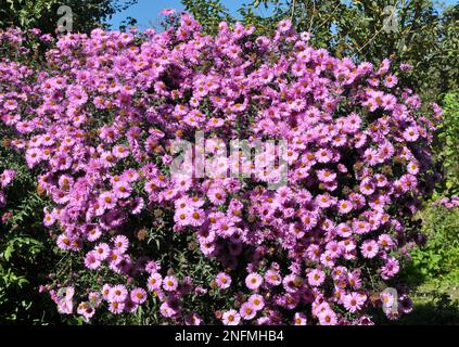 Perenni braci fioriscono nel aiuole del giardino Foto Stock