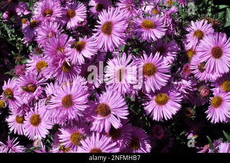 Perenni braci fioriscono nel aiuole del giardino Foto Stock