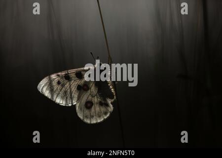 Apollo (parnassius apollo) farfalla nei Monti Rodopi, Bulgaria Foto Stock