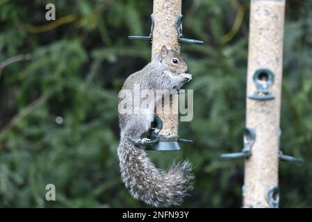 Primo piano immagine di uno scoiattolo grigio (Sciurus carolinensis) in piedi su un piolo di un Bird Seed Feeder, Front Paws per affrontare mangiare seme in Right-Profile, UK Foto Stock