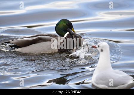 Comportamento di accoppiamento tra Drake Mallard e Northern Pintail x Gadwall Duck ibrido con testa nera Gull Onlooking su Blue Soft Wavy Lake Water nel Regno Unito Foto Stock