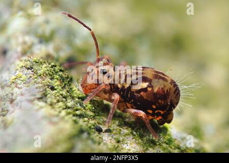 Dicyrtomina saundersi globular Springtail su palo di cemento. Tipperary, Irlanda Foto Stock