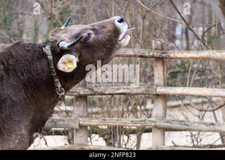 Ritratto del Braunvieh originale. Il Braunvieh originale è una razza bovina e lattiera a doppio scopo. Foto Stock