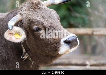 Ritratto del Braunvieh originale. Il Braunvieh originale è una razza bovina e lattiera a doppio scopo. Foto Stock