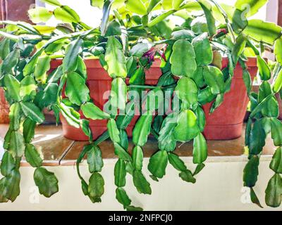 Pianta di cactus di Natale - Schlumbergera gaerneri Foto Stock