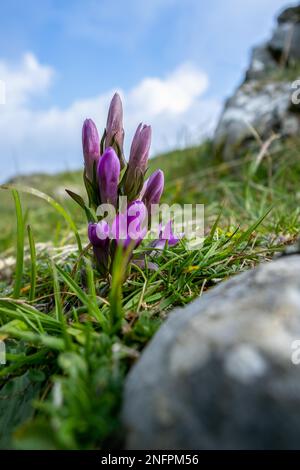 Il tedesco la genziana (Gentianella germanica) fiore crescente sul Monte Poieto in Italia Foto Stock