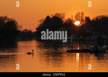 Il cigno muto nuota nel Tamigi durante il tramonto in una serata invernale all'Hampton, Londra Foto Stock