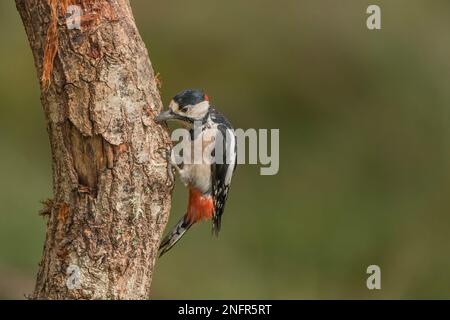 picchio, dendrocopos maggiore, maschio, in una foresta, pecking un albero in estate, primo piano Foto Stock