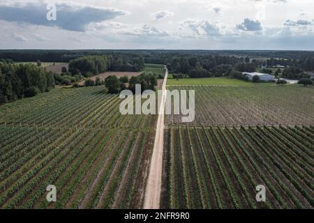 Strada tra vigneti nel villaggio di Dworzno vicino alla città di Mszczonow, Zyrardow County, Polonia Foto Stock