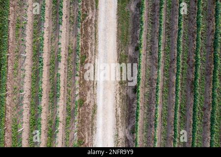 Strada tra vigneti nel villaggio di Dworzno vicino alla città di Mszczonow, Zyrardow County, Polonia Foto Stock