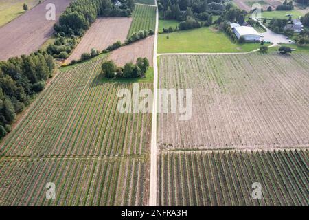 Strada tra vigneti nel villaggio di Dworzno vicino alla città di Mszczonow, Zyrardow County, Polonia Foto Stock