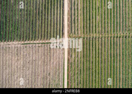 Strada tra vigneti nel villaggio di Dworzno vicino alla città di Mszczonow, Zyrardow County, Polonia Foto Stock