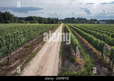 Strada tra vigneti nel villaggio di Dworzno vicino alla città di Mszczonow, Zyrardow County, Polonia Foto Stock