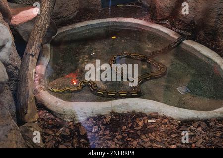 Pitone reticolato - reticulatus malayopython nel giardino zoologico della Slesia nella città di Chorzow, nella regione della Slesia in Polonia Foto Stock