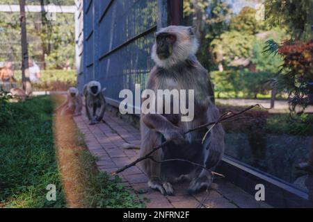 Pianure settentrionali languri grigi - Semnoithecus entellus nel giardino zoologico della Slesia nella città di Chorzow, nella regione della Slesia in Polonia Foto Stock