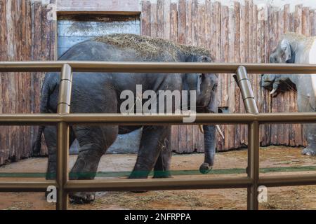 Elefanti asiatici nel giardino zoologico della Slesia nella città di Chorzow, nella regione della Slesia in Polonia Foto Stock