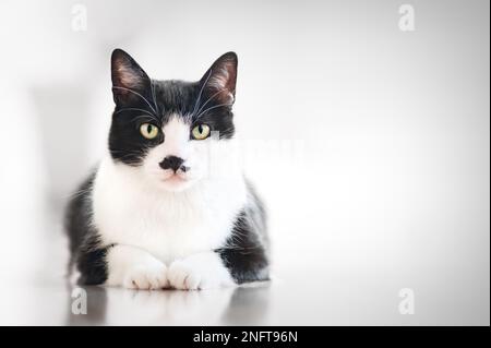 Gatto bianco e nero al coperto che giace a terra in attesa di cibo. Foto Stock