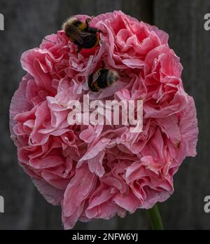 Doppia Oriental Poppy Foto Stock
