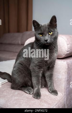 Pigro gatto grigio shorthair britannico che dorme su un divano in un appartamento. Foto Stock