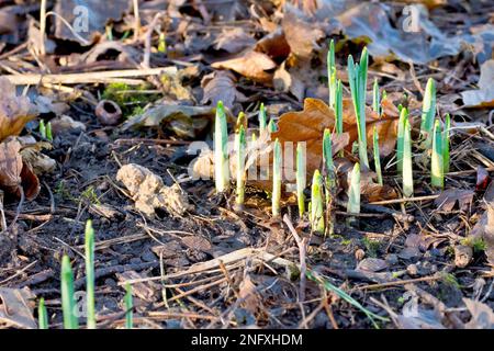 Daffodil (narciso), primo piano che mostra un gruppo di nuovi germogli che spingono attraverso il fango e la lettiera a foglie decadenti di un terreno boscoso. Foto Stock