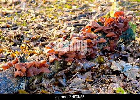 Jelly Ear Fungus (hirneola o auricularia auricula-judae), primo piano di una massa di corpi fruttificanti che crescono su un ramo caduto illuminato dal sole. Foto Stock