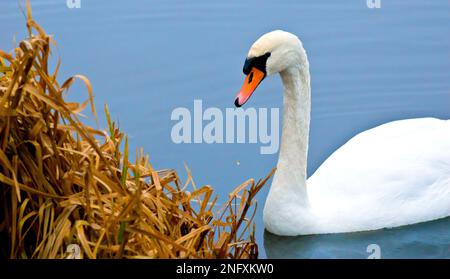 Muto Swan (cygnus olor), primo piano di uccello maschio appena emerso da sotto l'acqua dove si nutriva sulla plantlife intorno al bordo di uno stagno Foto Stock